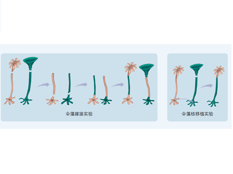 伞藻嫁接实验和核移植实验示意图 生物 高中必修1 分子与细胞 （人教版新）_备课资源_贝壳网