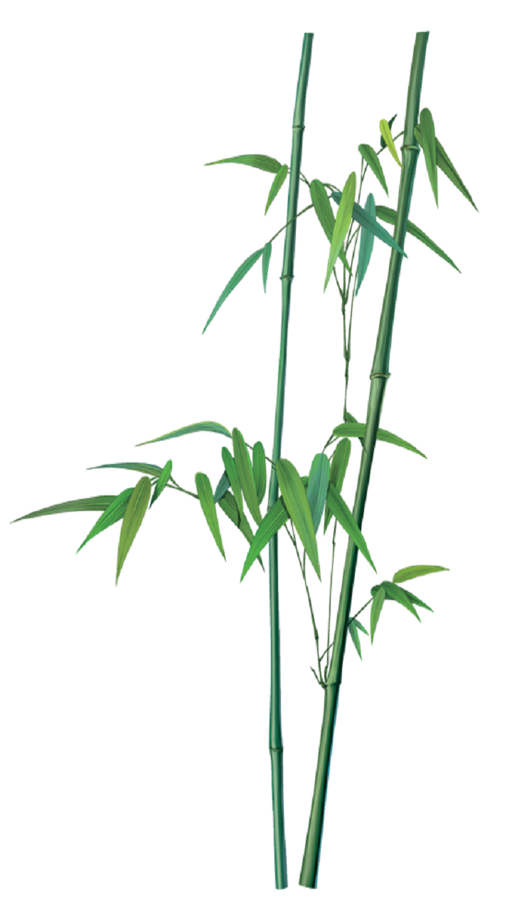 冷箭竹（个体）&nbsp;生物 高中必修1 分子与细胞 （人教版新）