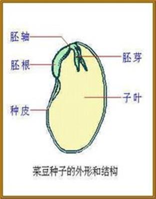 菜豆种子结构