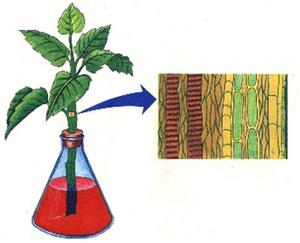 茎的输导功能实验图