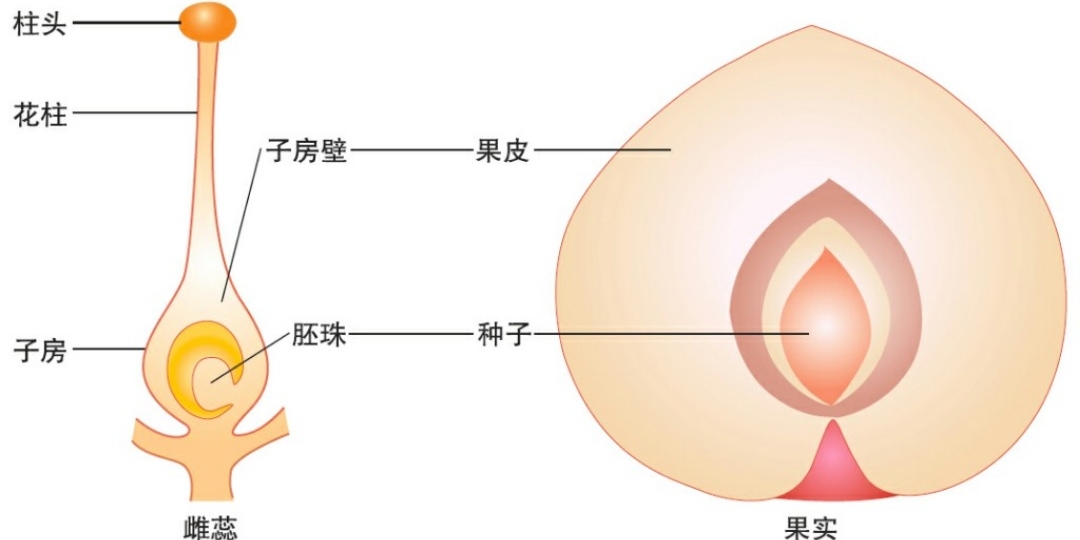果实的结构及来源示意图&nbsp;科学 四年级下册 教科版（新）