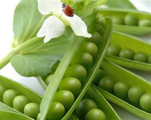 豌豆荚