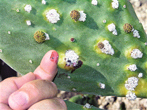 图1-8 寄生在仙人掌上的胭脂虫