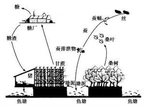 桑基鱼塘：一种循环农业