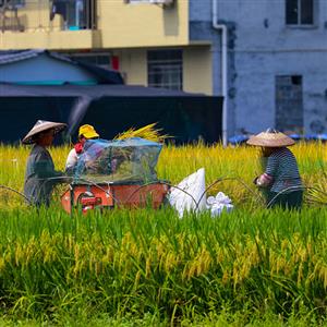 杂交水稻的发展